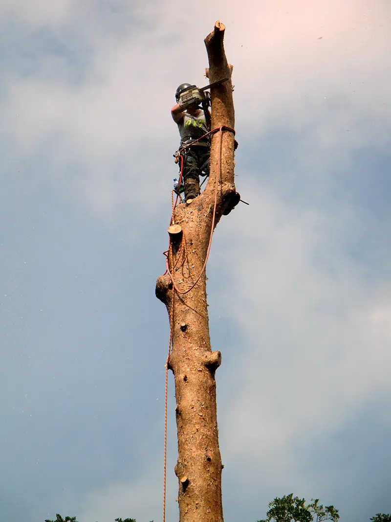 pine-take-down-DSC00873a