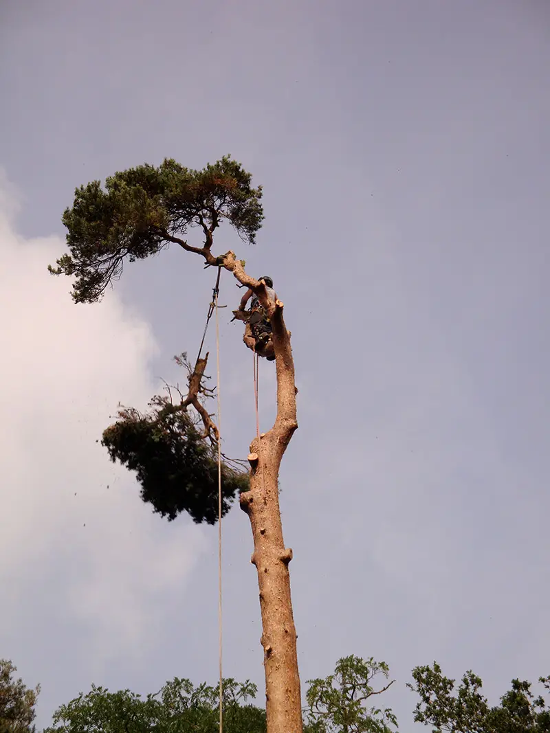 pine-take-down-DSC00806