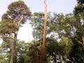 pine-take-down-DSC00642