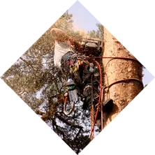 Work for Out There Trees