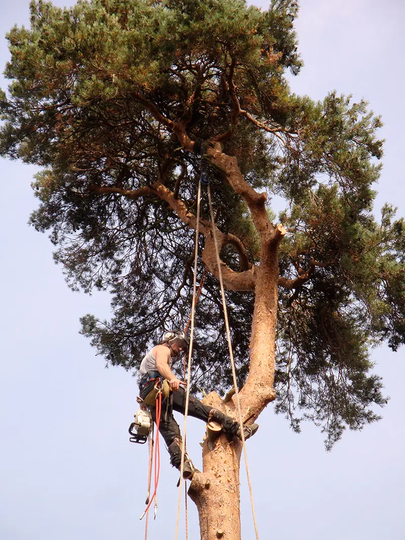 pine-take-down-DSC00717