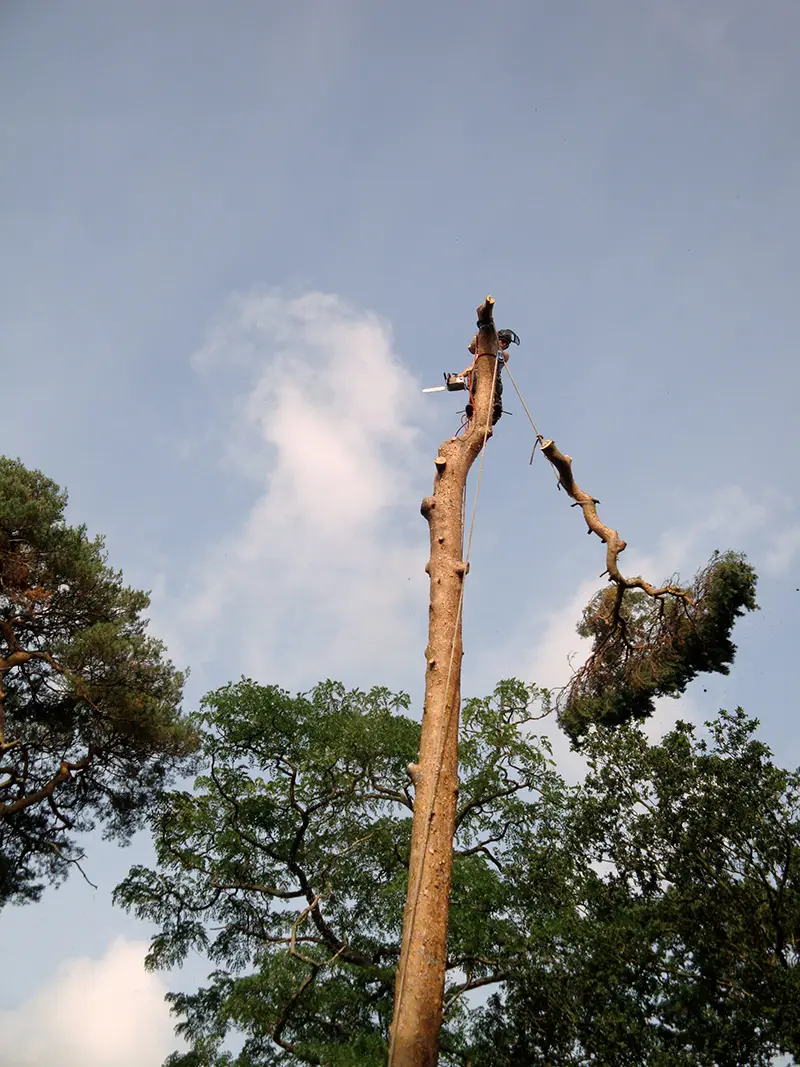 pine-take-down-DSC00852a