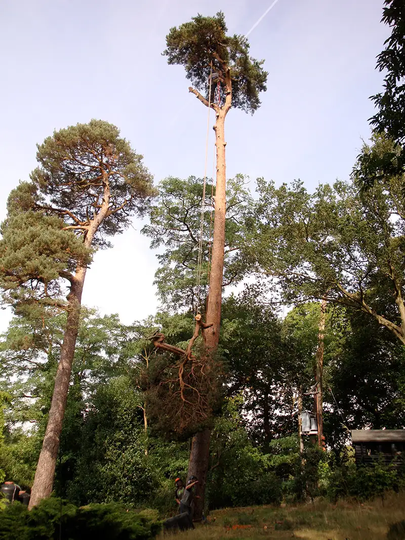 pine-take-down-DSC00642