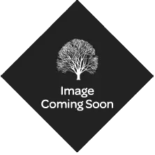 Image Soon