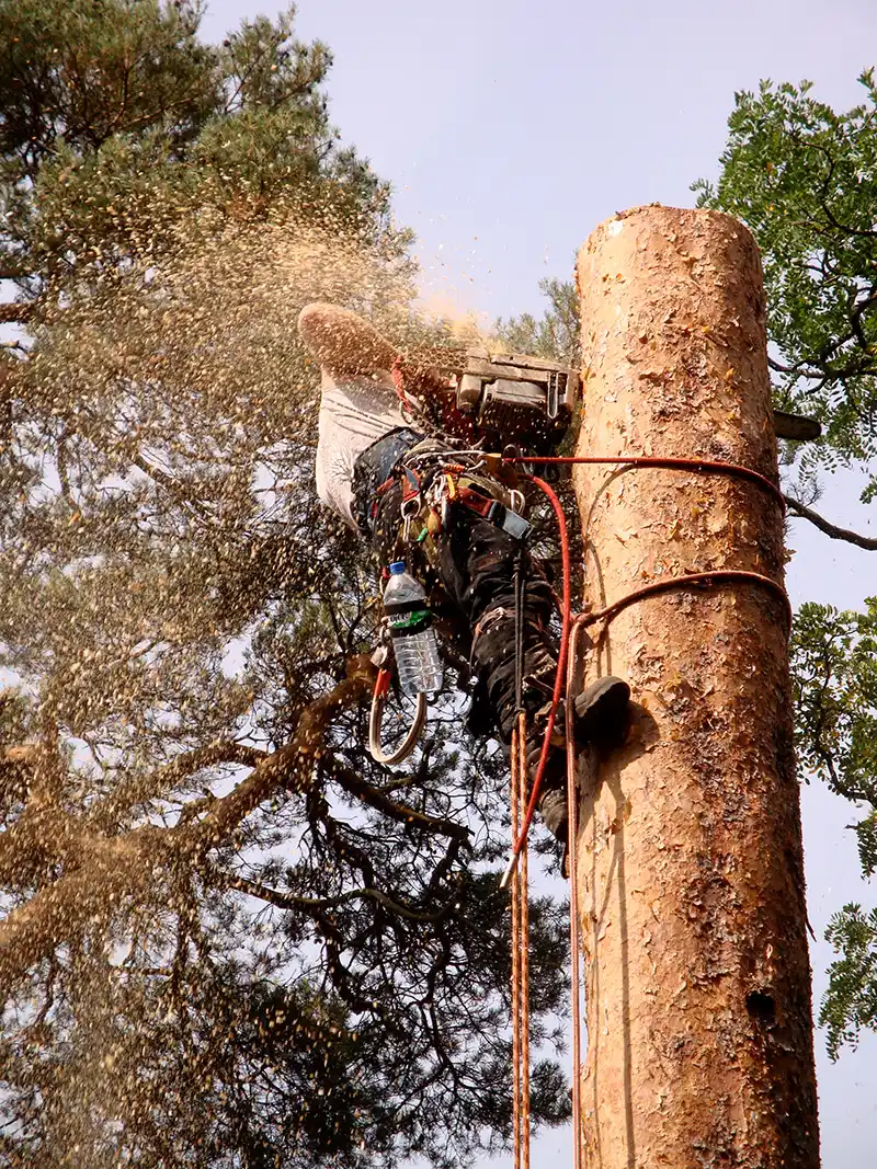 pine-take-down-DSC00967a
