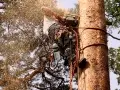 pine-take-down-DSC00967a