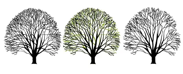 Canopy Thinning