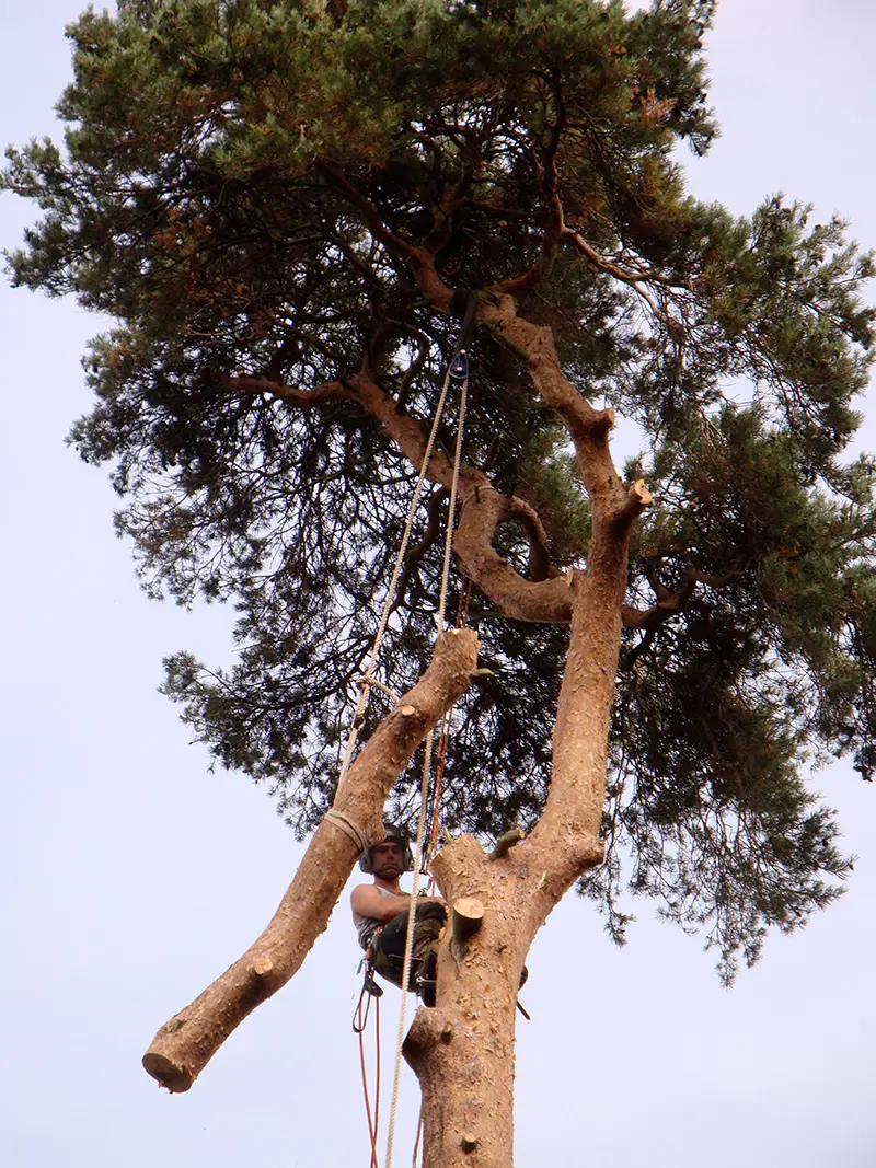 pine-take-down-DSC00706