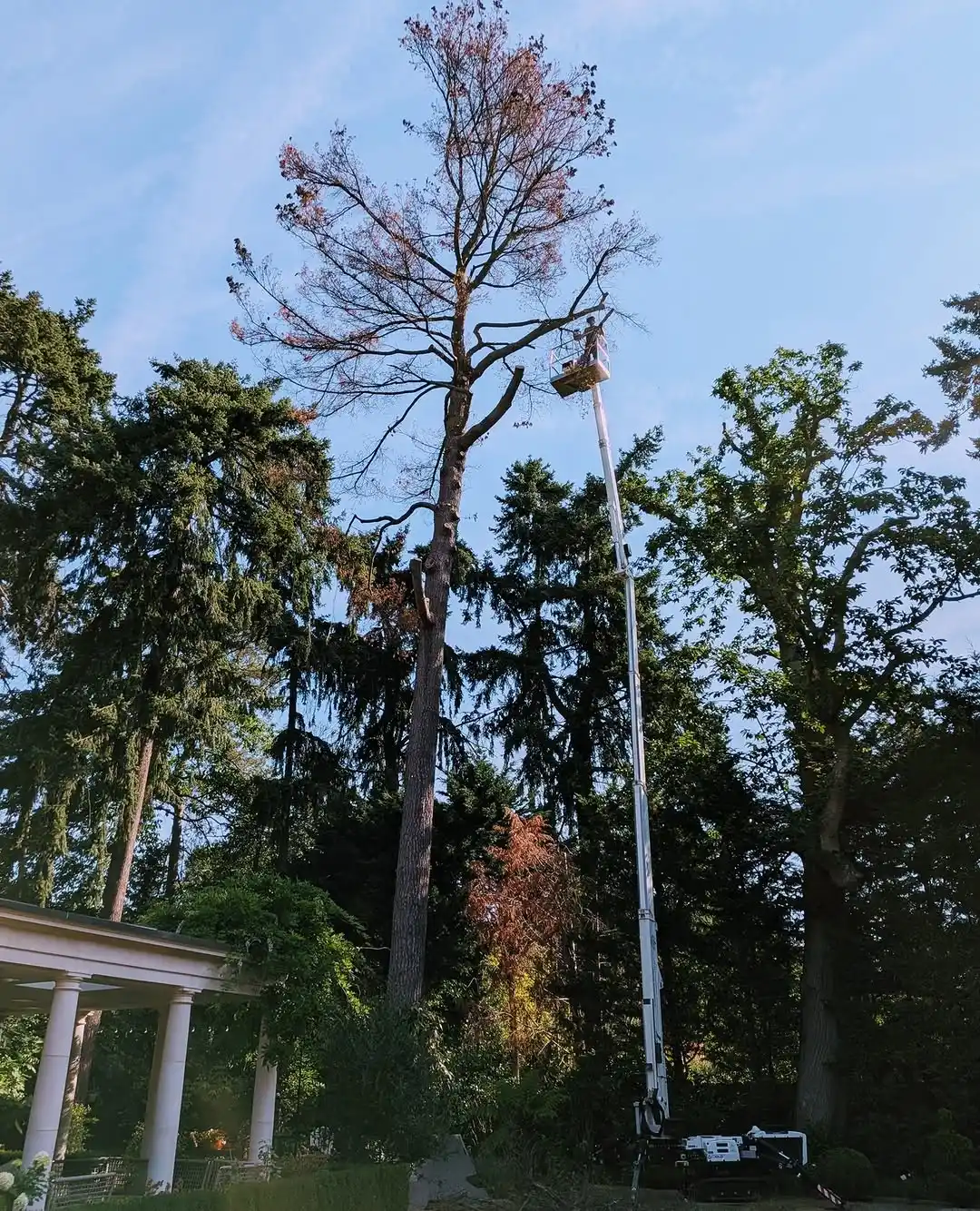 Using our cherry picker to safely remove a tall dying pine tree over a struct...