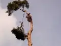 pine-take-down-DSC00806
