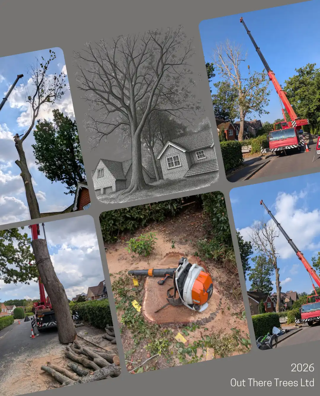 Removing a mature oak suffering from acute oak decline in a limited working a...
