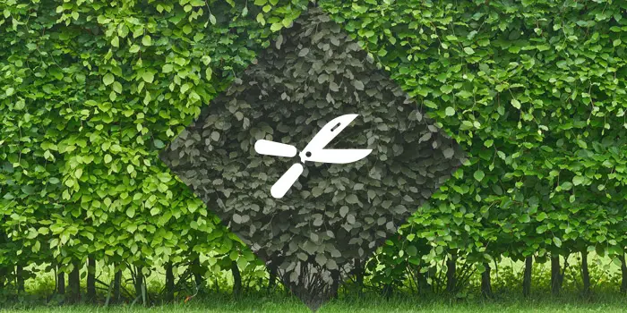 hedge-trimming-in-surrey Hedge Trimming in Surrey