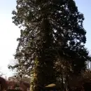 sequoia-fell-007